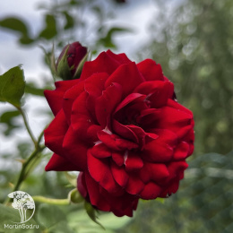 Роза чайно-гибридная Барбара на штамбе