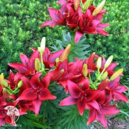 Лилия Блэк Джек