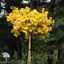 Гинкго билоба Марикен на штамбе