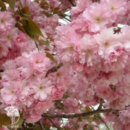 Вишня мелкопильчатая Канзан