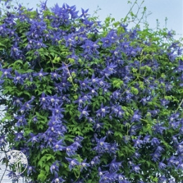 Клематис Лагун