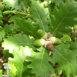 Дуб пушистый