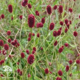 Кровохлебка лекарственная Монинг Селект