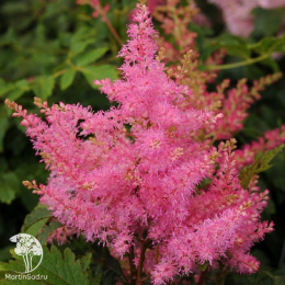 Астильба гибридная Юник Пинк