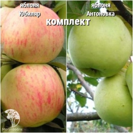 Фото Сверхвыгодный комплект! Яблоня Юбиляр + опылитель яблоня Антоновка