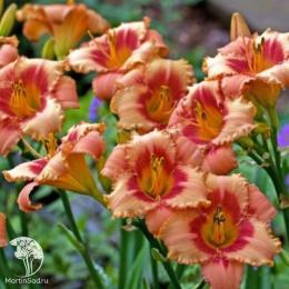 Лилейник гибридный Строберри Кэнди