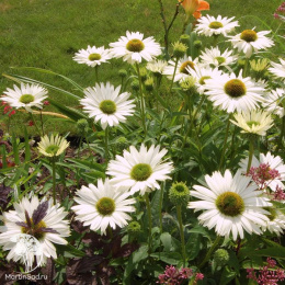 Эхинацея пурпурная Виргин