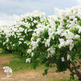 Сирень обыкновенная Маленький Принц