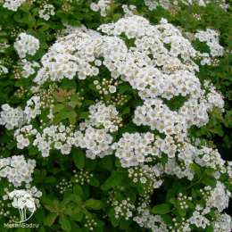 Спирея ниппонская Халвардс Сильвер