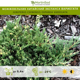 Можжевельник китайский Экспанса Вариегата