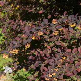 Барбарис оттавский Суперба