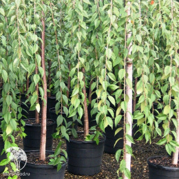 Вишня Пендула на штамбе