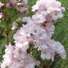 Вишня мелкопильчатая Аманогава на штамбе