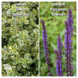 Набор для мяса тимьян Лимон Вариегата + шалфей Карадонна Компакт