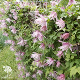 Клематис Пинк Дрим