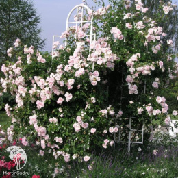 Роза плетистая Нью Доун