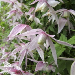 Клематис Вилли