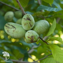 Азимина трёхлопастная