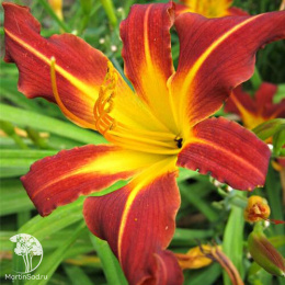 Лилейник гибридный Отум Ред