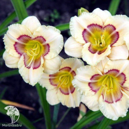 Лилейник гибридный Ол Американ Бэйби