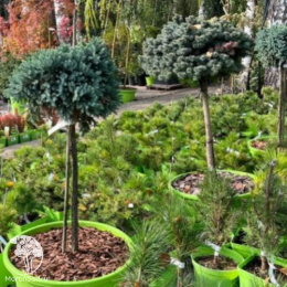 Ель колючая Брунек на штамбе