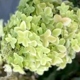 Гортензия метельчатая Металлика