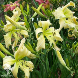 Лилейник Хевенли Керлс