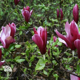 Магнолия лилиецветная Нигра