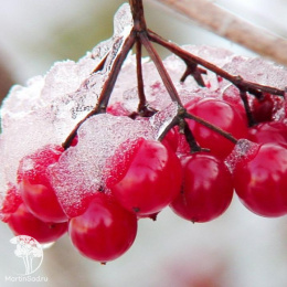 Калина Гранатовый браслет