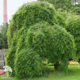 Робиния Пендула