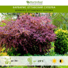 Барбарис оттавский Суперба