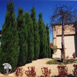 Можжевельник китайский Спартан