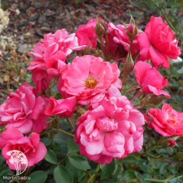 Роза Элфрид