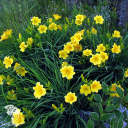 Лилейник Стелла Де Оро