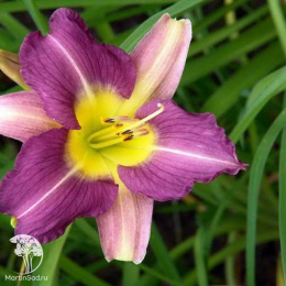 Лилейник Блю Шин