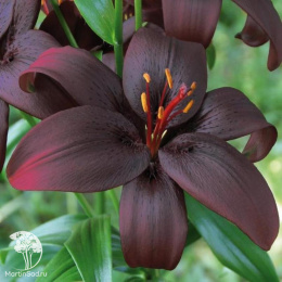 Лилия Куин ов Найт