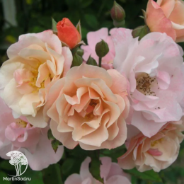 Роза Клэр Матин