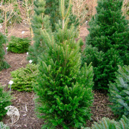 Пихта Фразера Фастигиата