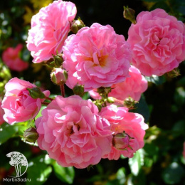 Роза плетистая Супер Дороти