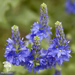 Вероника дубравная Роял Блю