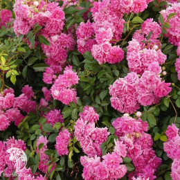 Роза плетистая Супер Дороти