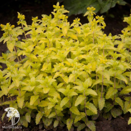 Вероника простёртая Ацтек Голд