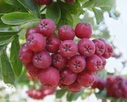 Фото Рябина плодовая Рубиновая на штамбе