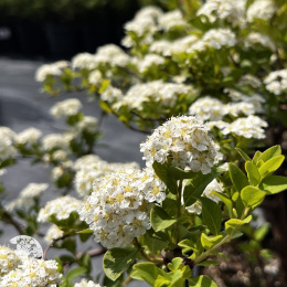 Спирея ниппонская Джун Брайд