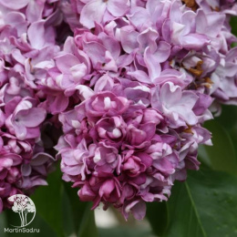 Сирень Маршал Малиновский