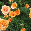 Роза миниатюрная Корсо на штамбе фото 2 