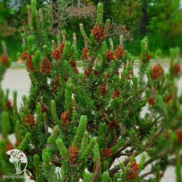 Сосна скрученная Спэниш Дварф