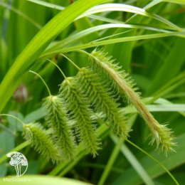 Осока ложноострая