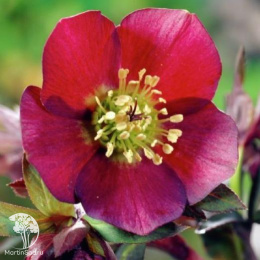 Морозник восточный Ред Леди