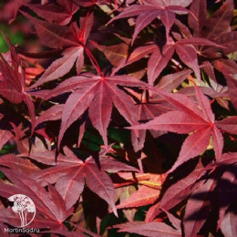 Клён веерный Атропурпуреум